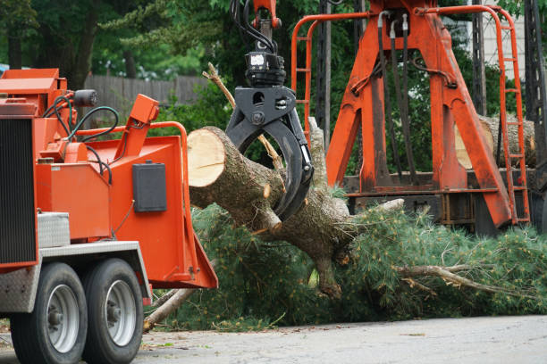 Best Tree Removal Contractors  in USA